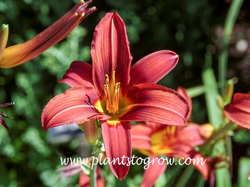 Daylily Wolof
36 inches tall
dark orange red self
diploid
1936 (Stout)